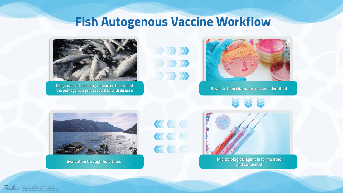 Fish Autogenous Vaccines Workflow